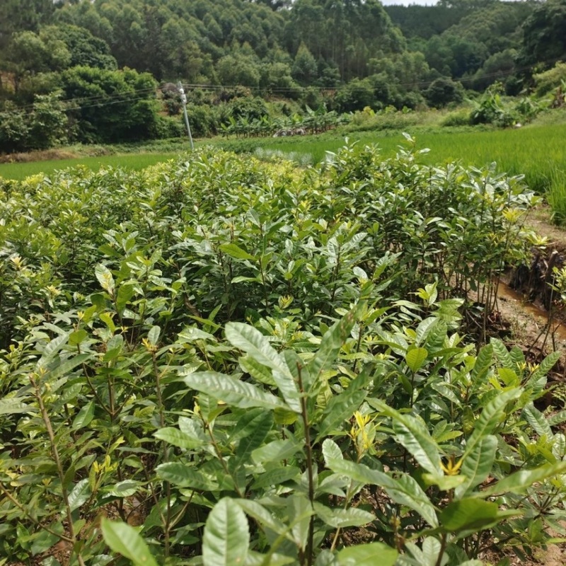 东魁杨梅树苗无核杨梅西贡杨梅苗盆栽地栽苗南北方种植