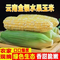 云南水果玉米