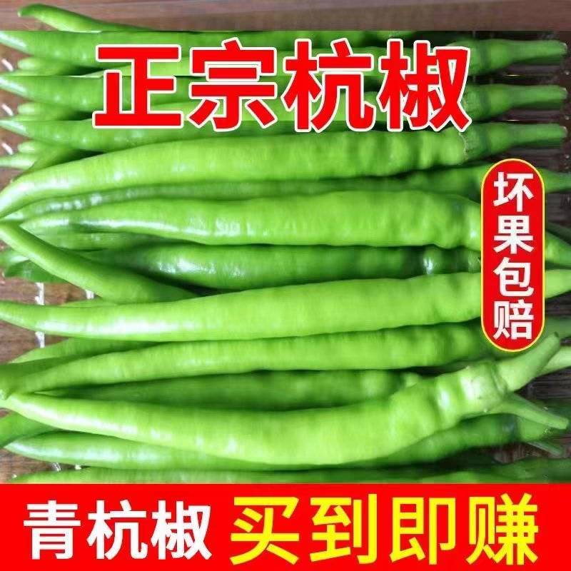 辣椒杭椒新鲜现摘现发产地看货论价保质保量