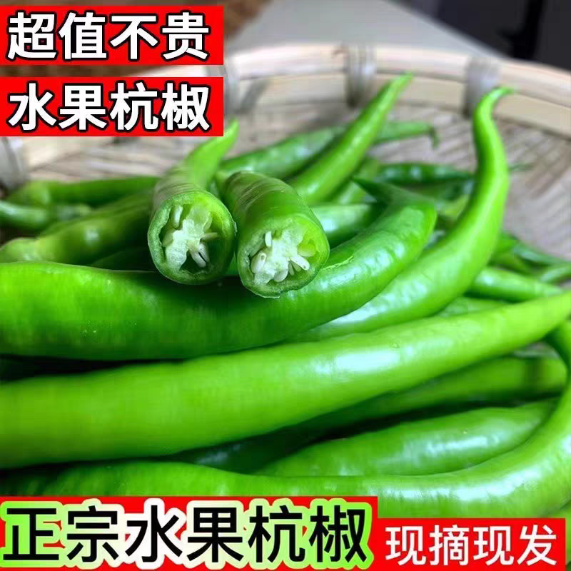 辣椒杭椒新鲜现摘现发产地看货论价保质保量