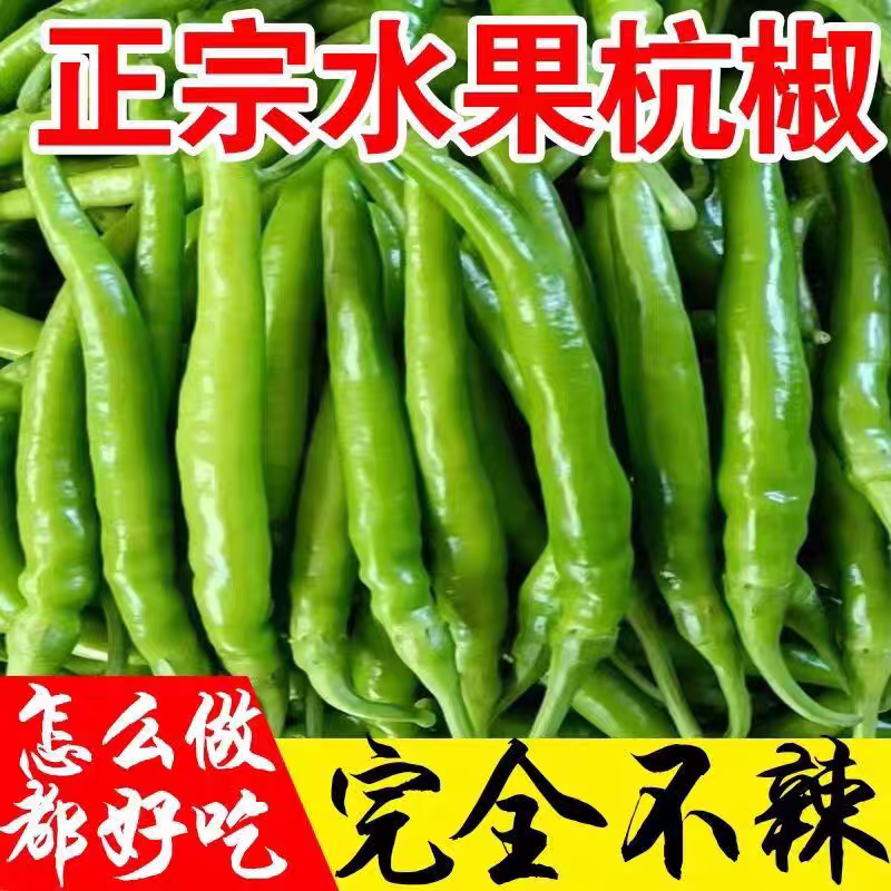 辣椒杭椒新鲜现摘现发产地看货论价保质保量