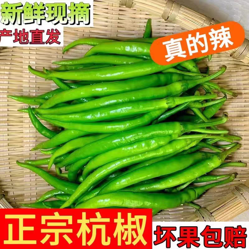 辣椒杭椒新鲜现摘现发产地看货论价保质保量