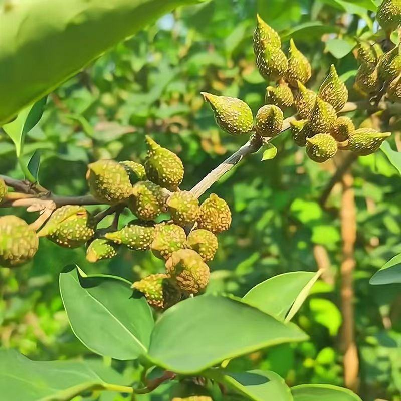 正宗科研5号连翘药用大果高产连翘树苗优质中药材五号连翘苗