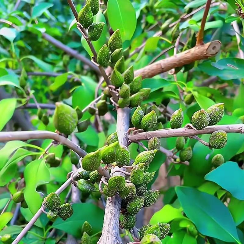 正宗科研5号连翘药用大果高产连翘树苗优质中药材五号连翘苗