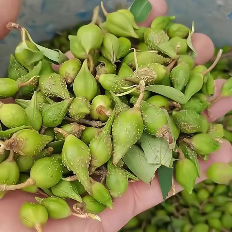正宗科研5号连翘药用大果高产连翘树苗优质中药材五号连翘苗