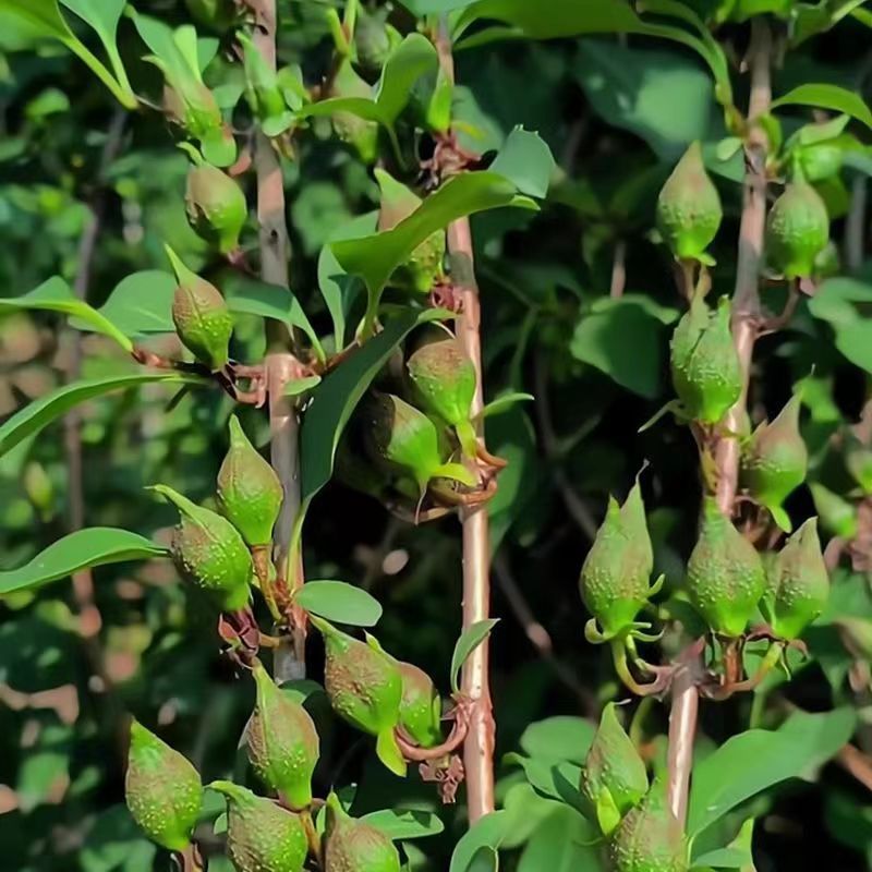 正宗科研5号连翘药用大果高产连翘树苗优质中药材五号连翘苗