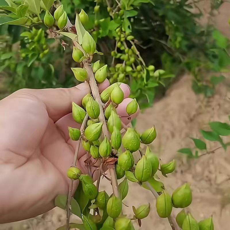 正宗科研5号连翘药用大果高产连翘树苗优质中药材五号连翘苗