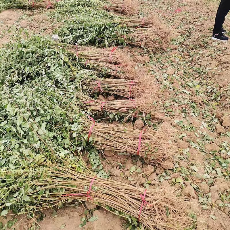 正宗科研5号连翘药用大果高产连翘树苗优质中药材五号连翘苗