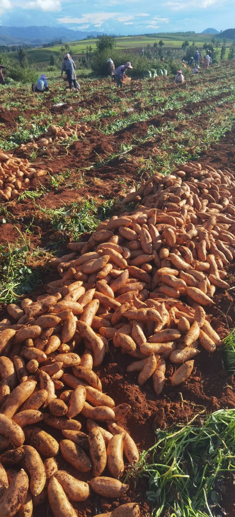 云南灰薯高原种植粉糯香甜无丝耐存储烤薯蒸煮大量上市