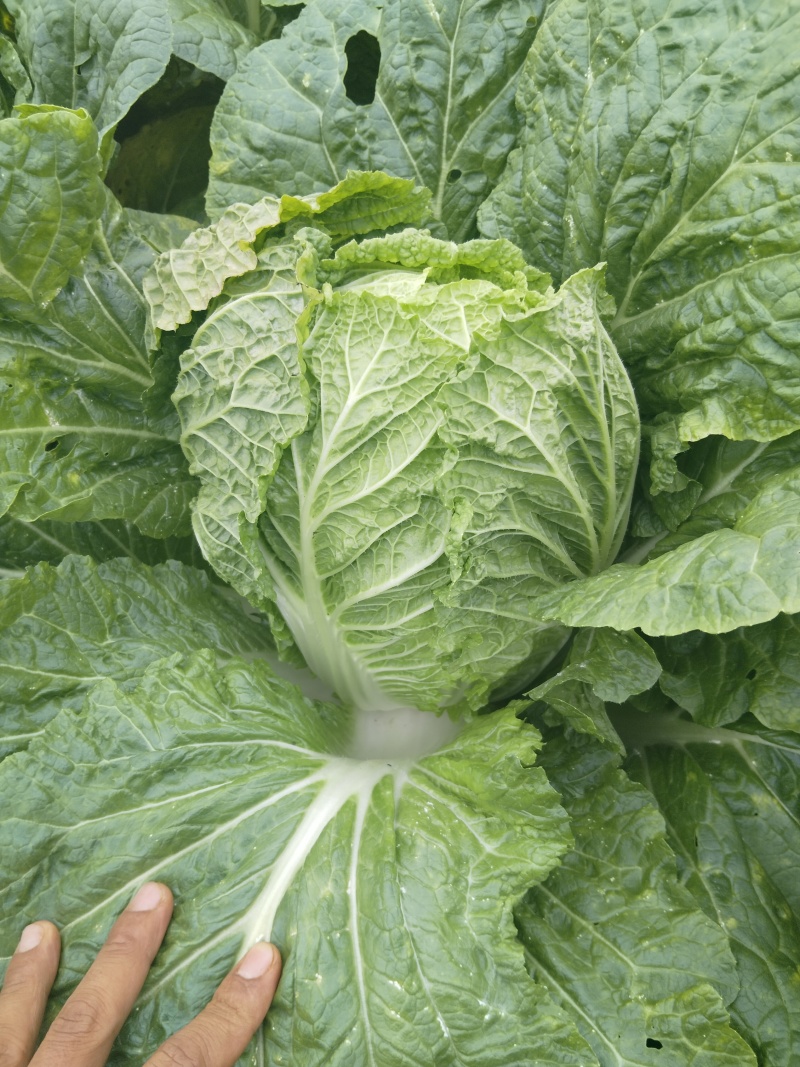 贵州黄心大白菜