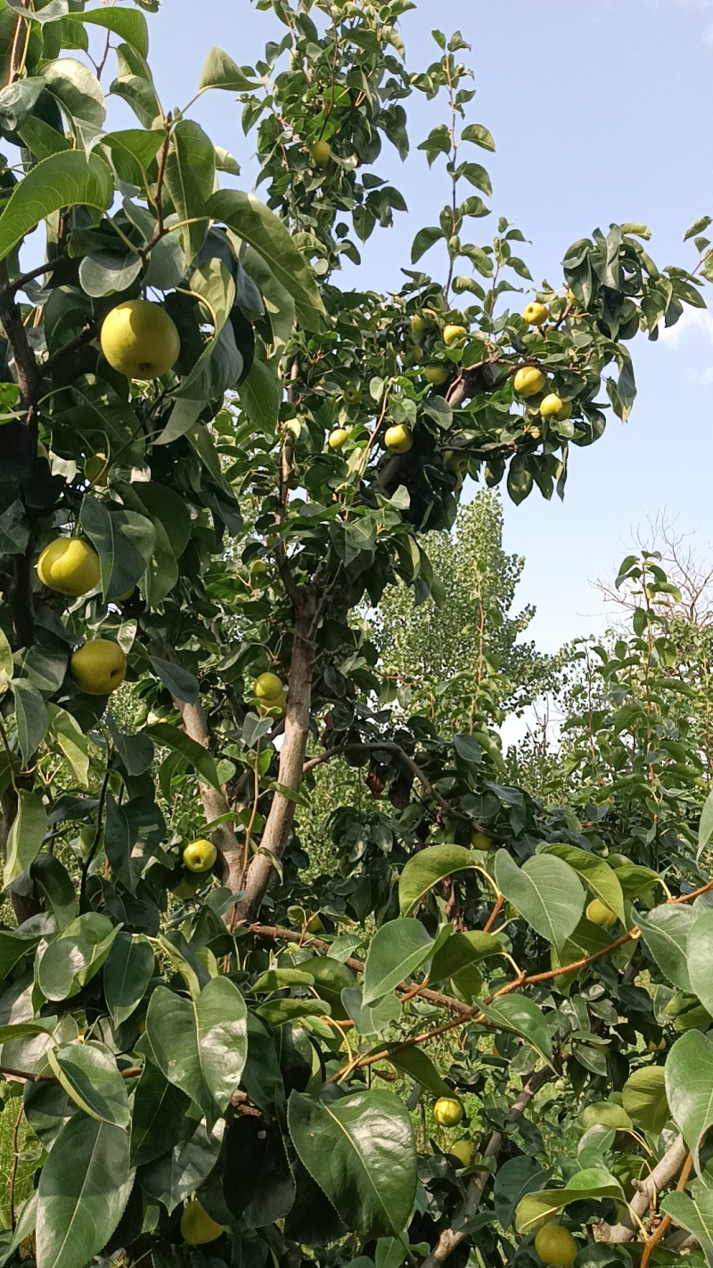 翠玉梨大量上市，信誉第一，专业代办。