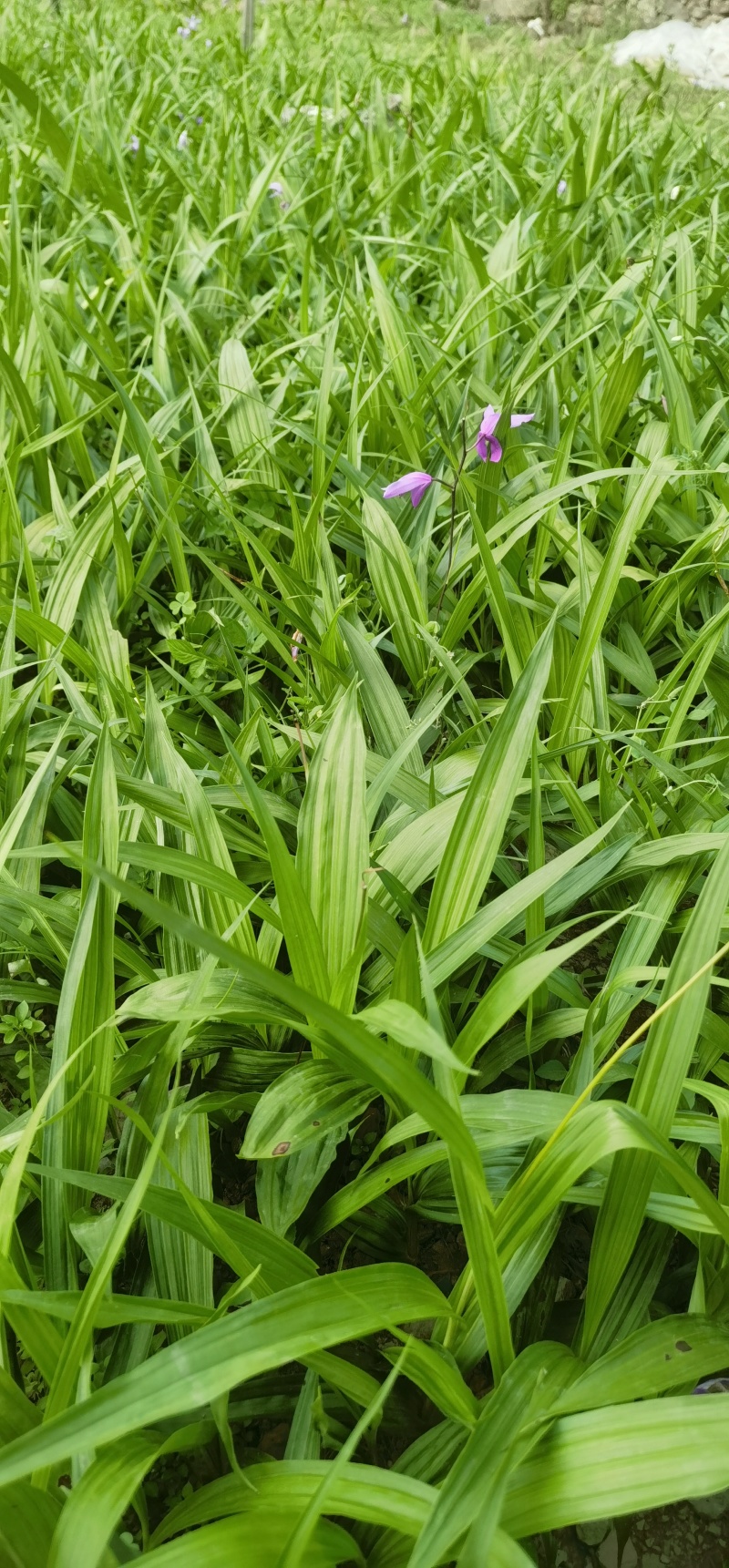 云南紫花三叉大白及苗