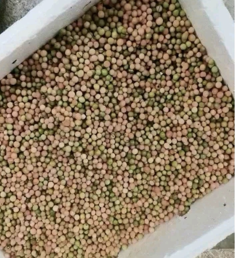 金果榄种子大量出售