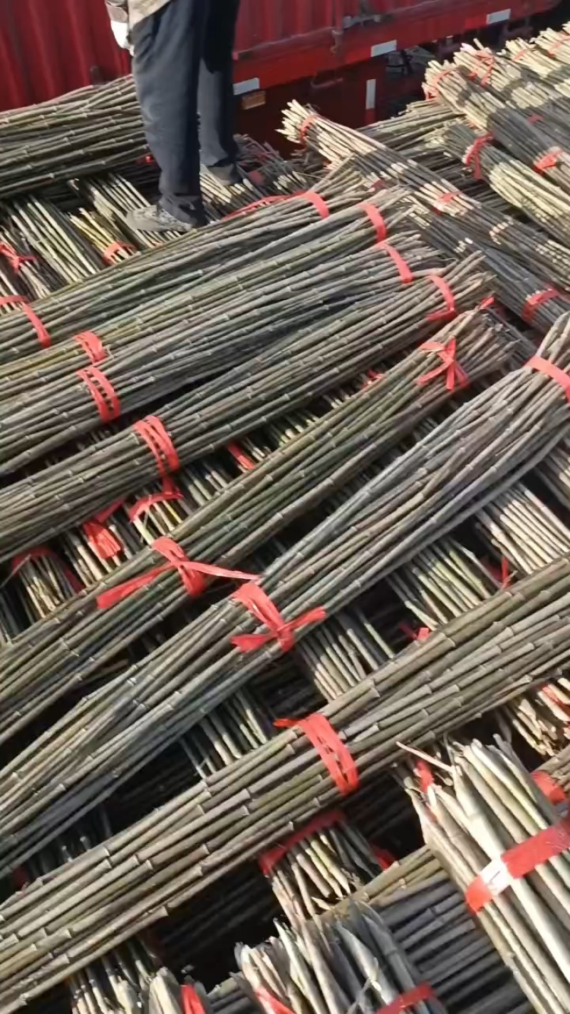各种规格的节短，根部粗的，山竹，金竹，韧性，硬度好。