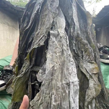海带展会地摊电商海带干福建无沙海带干挂菜干海带
