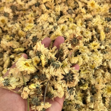 七月菊