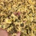七月菊
