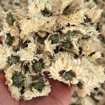 七月菊