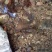 状元县溪石斑泉水养殖基地