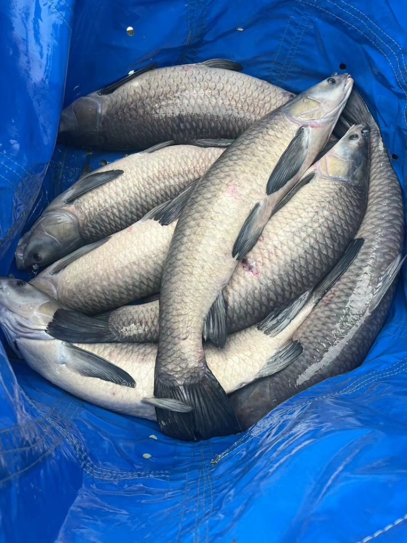 【推荐】江苏精品大青鱼，规格齐全货量充足，可视频看货选购