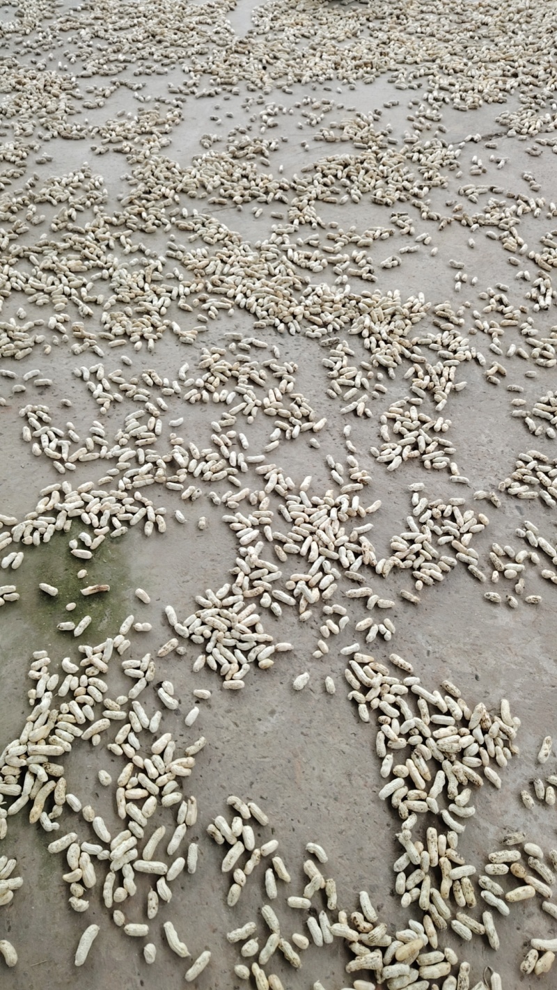 鲜花生
