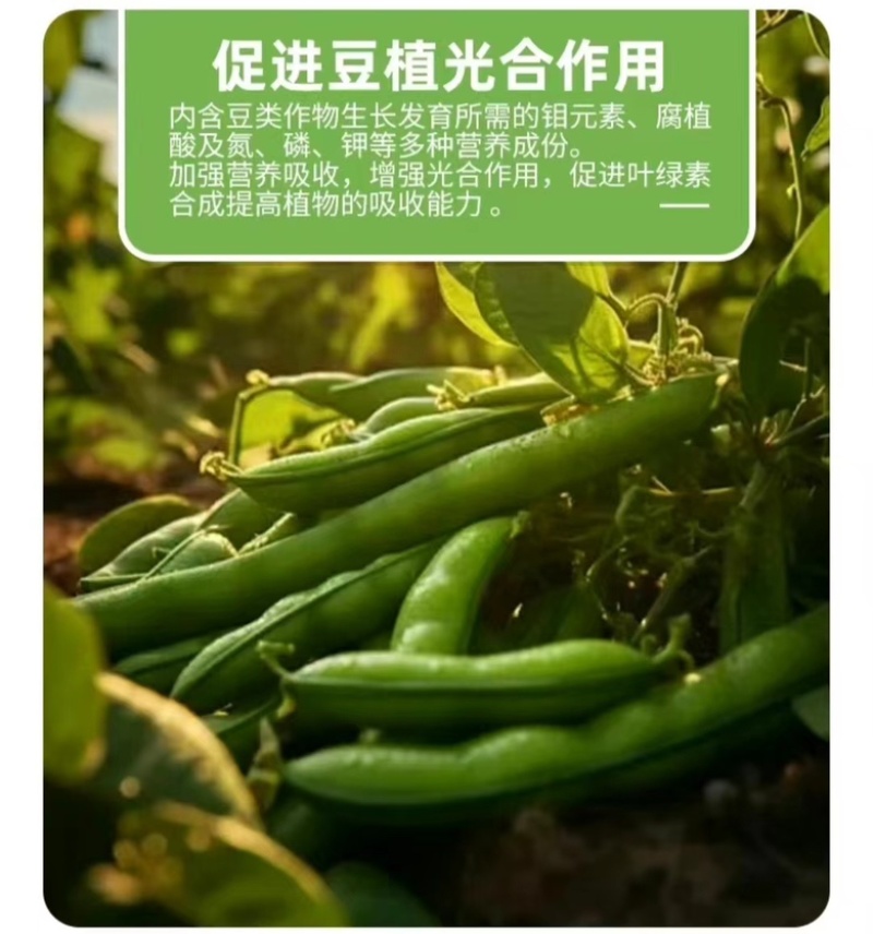 豆满藤豆类豆角专用肥料钼元素加强型豆类嫩直长