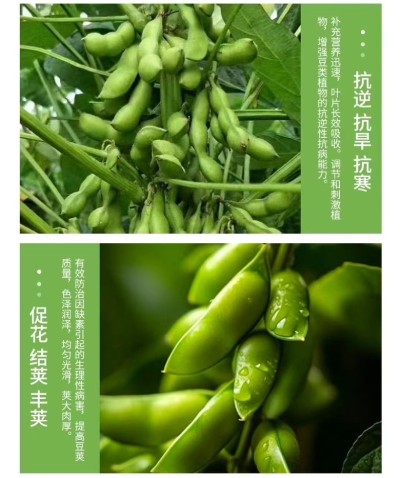 豆满藤豆类豆角专用肥料钼元素加强型豆类嫩直长