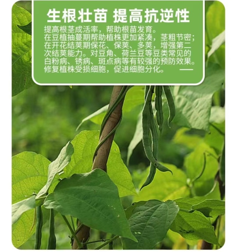 豆满藤豆类豆角专用肥料钼元素加强型豆类嫩直长