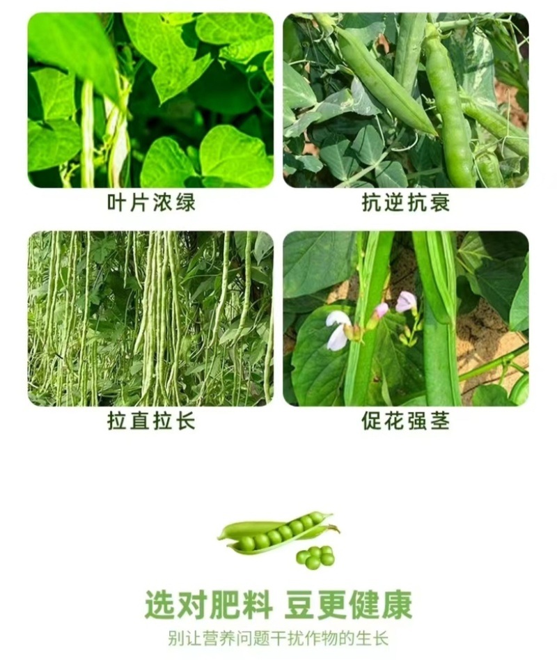 豆满藤豆类豆角专用肥料钼元素加强型豆类嫩直长