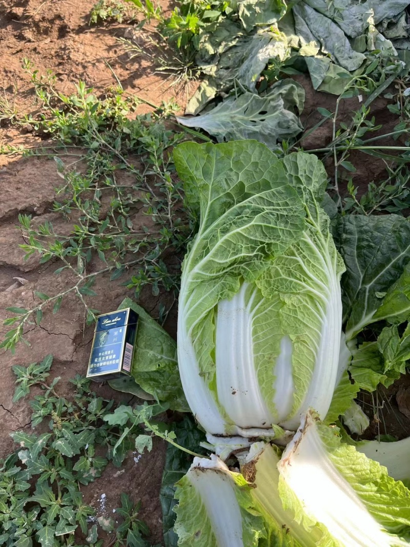 精品娃娃菜