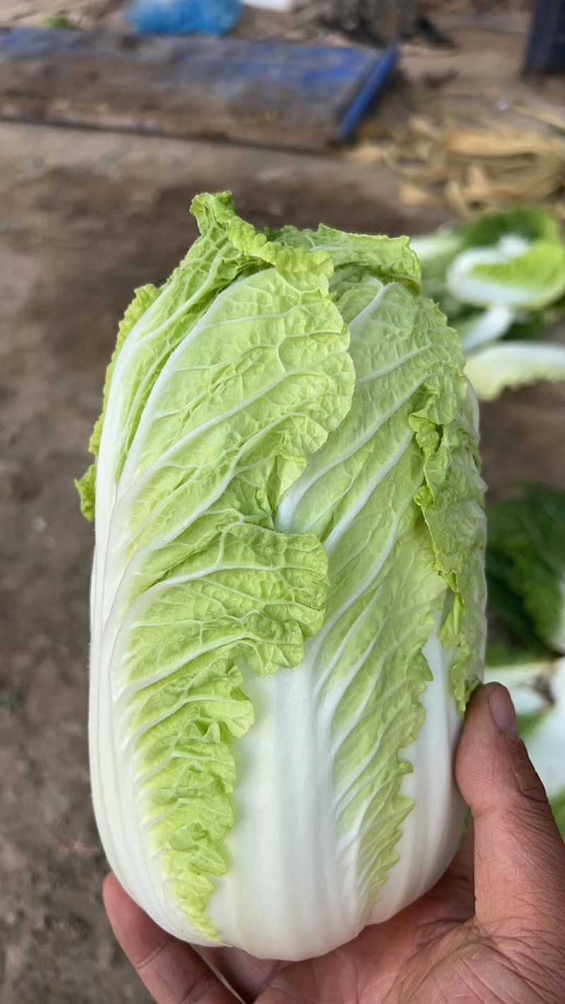 精品娃娃菜