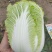 精品娃娃菜