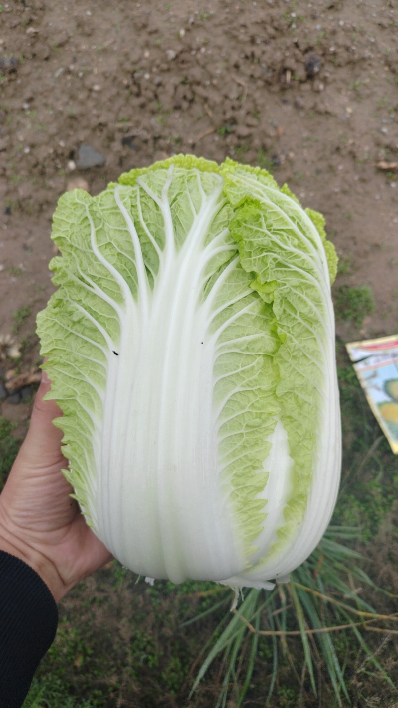 精品娃娃菜