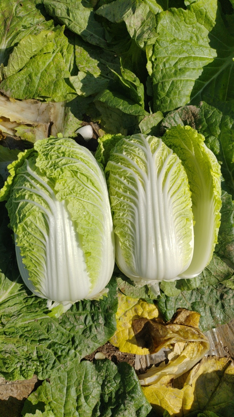 精品娃娃菜