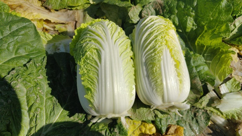精品娃娃菜