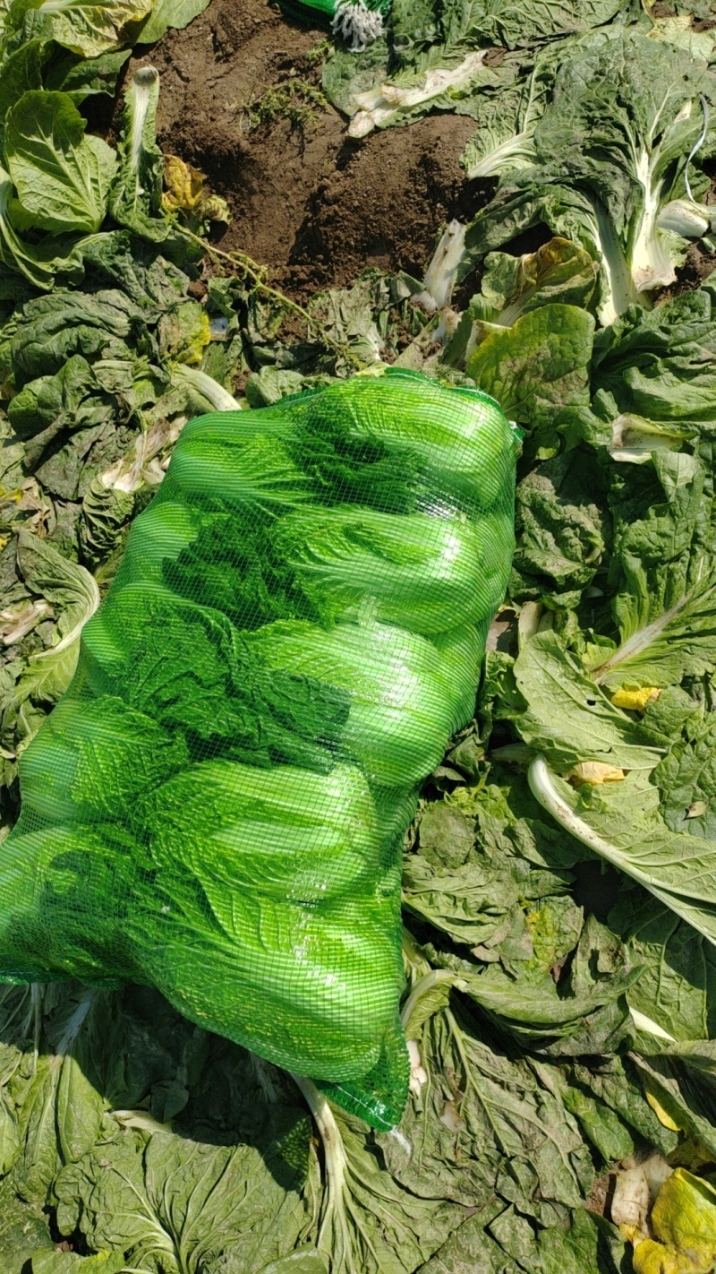 精品娃娃菜