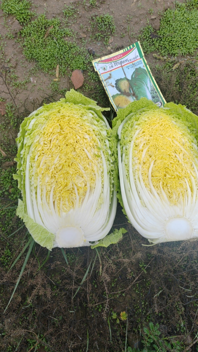 精品娃娃菜
