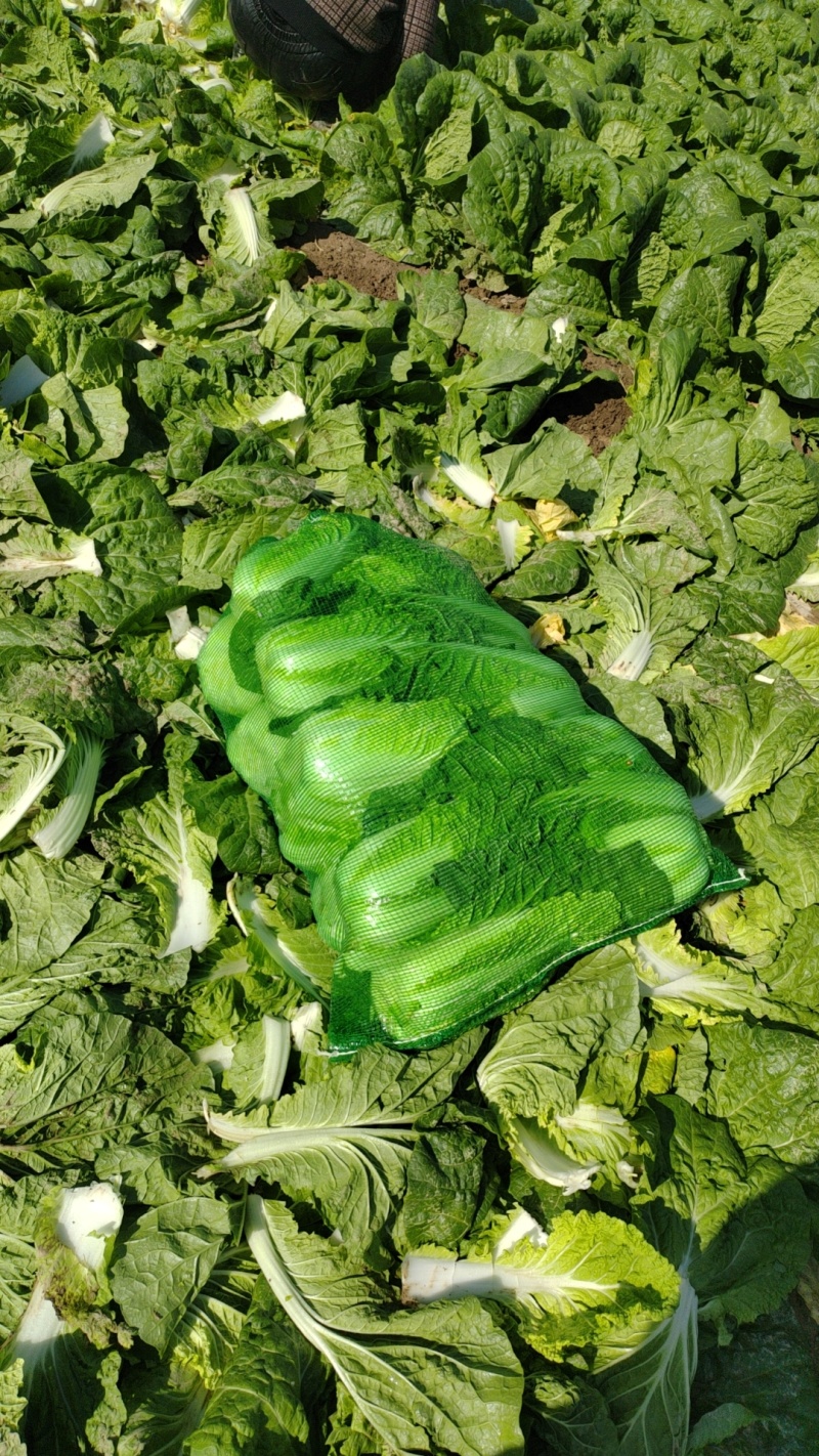 精品娃娃菜