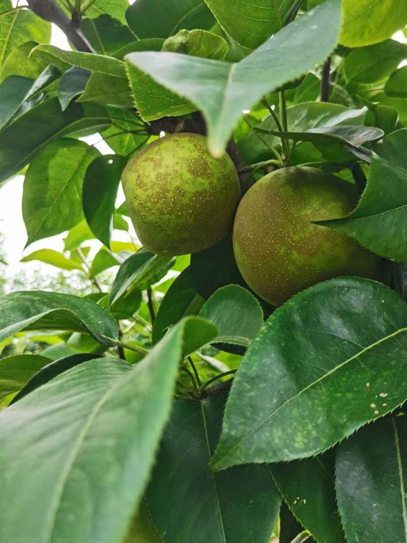 翠冠梨已大量上市，糖度已达13，需要的老板请联系我