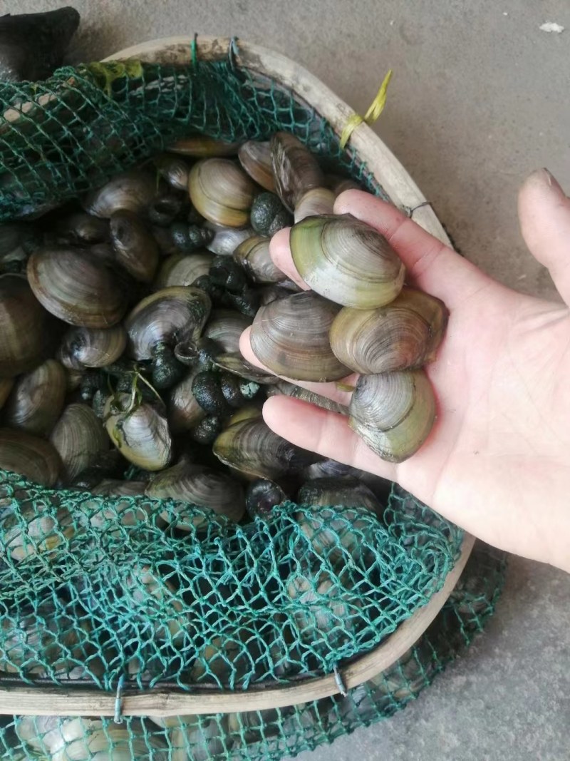河鲜，河蚌，大量有货