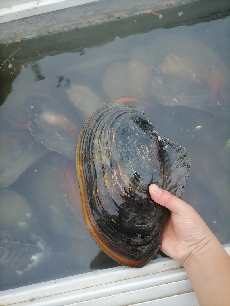 河鲜，河蚌，大量有货