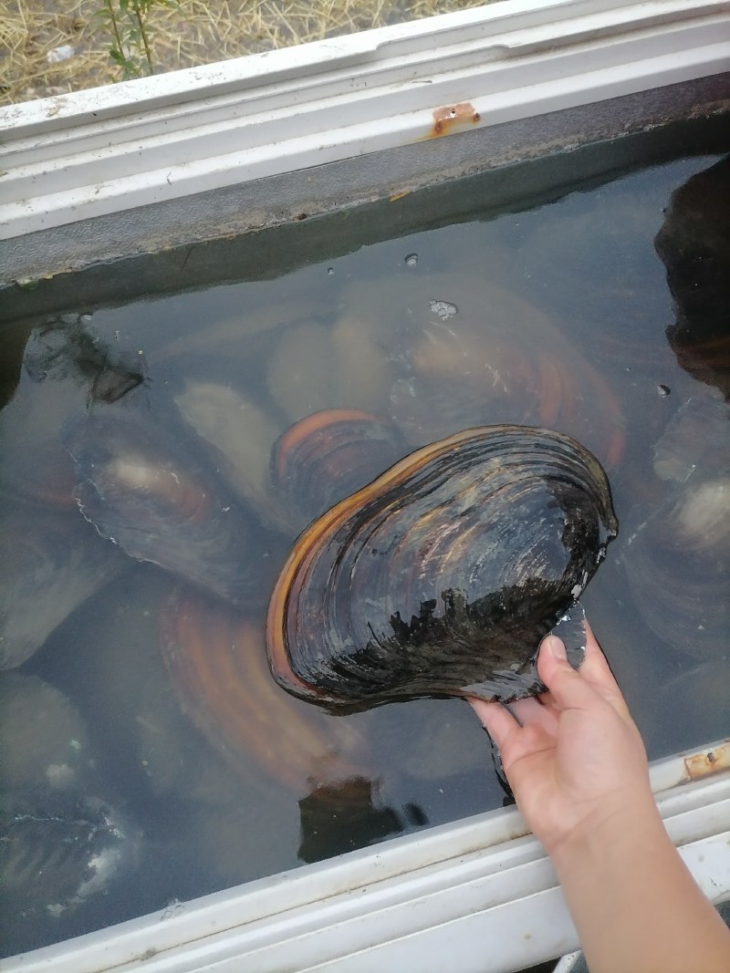 河鲜，河蚌，大量有货