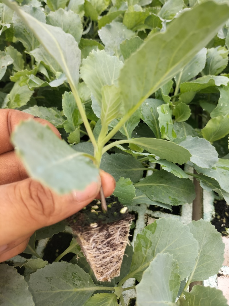 莲花白苗大量出货，保质保量成活率高基地直供