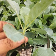 莲花白苗大量出货，保质保量成活率高基地直供