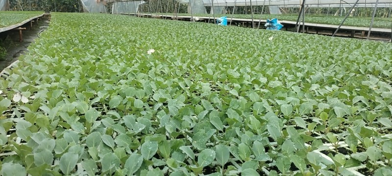 莲花白苗大量出货，保质保量成活率高基地直供
