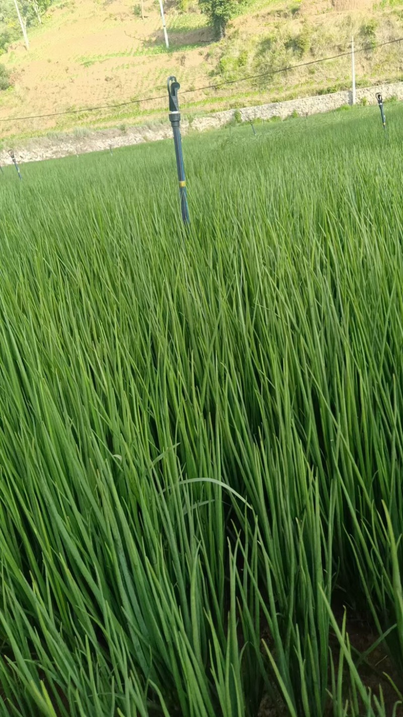 白铁杆标葱A货40亩100吨左右