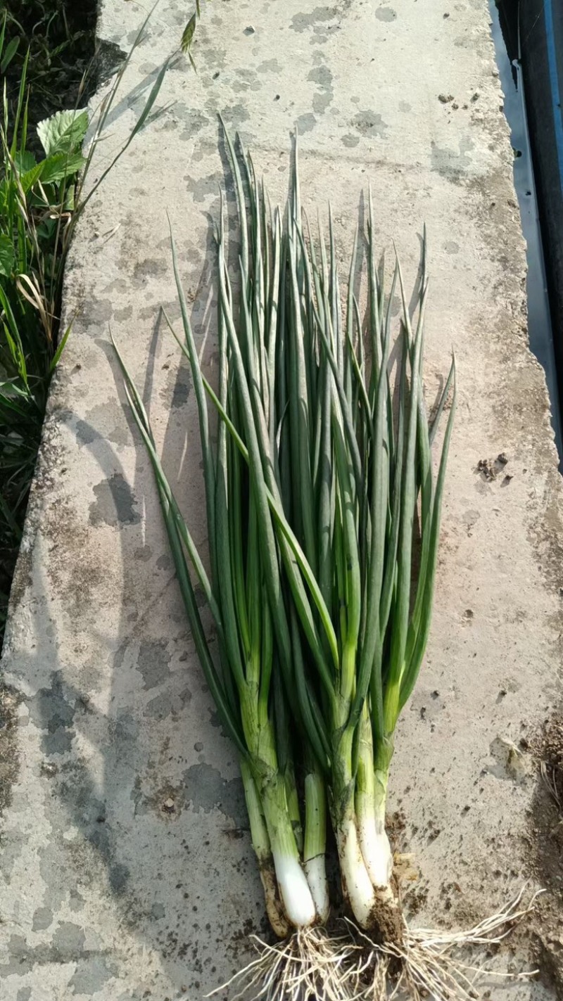 白铁杆标葱A货40亩100吨左右