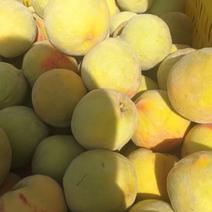 几百万亩黄桃大量供应，罐头食品厂，电商平台团购保质保量。