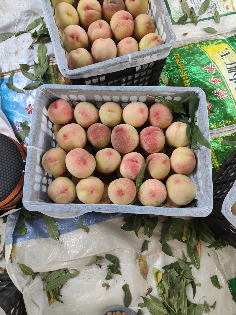 大沙红