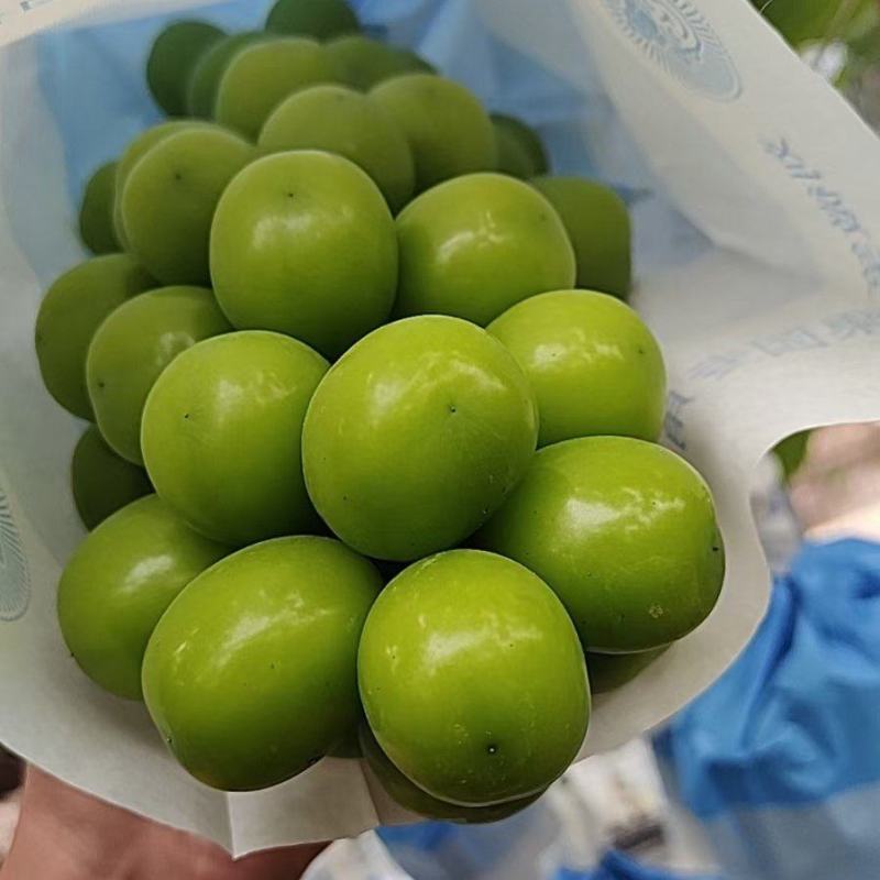 湖北潜江精品阳光玫瑰个头大货量足，通货四块起，欢迎各老板